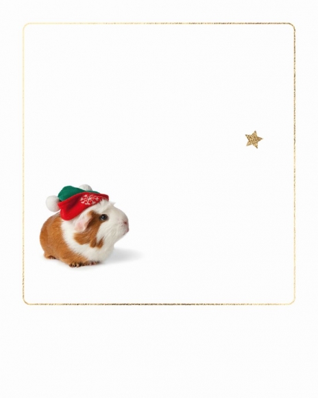 Mini-Postkarte: Meerschweinchen mit Stern