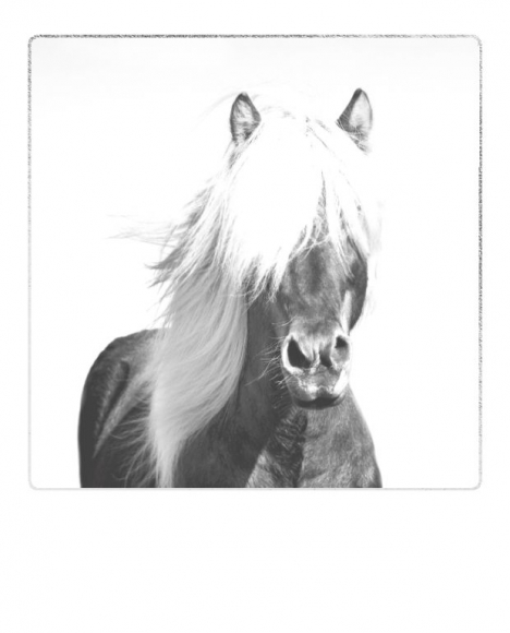 Postkarte: Pferd