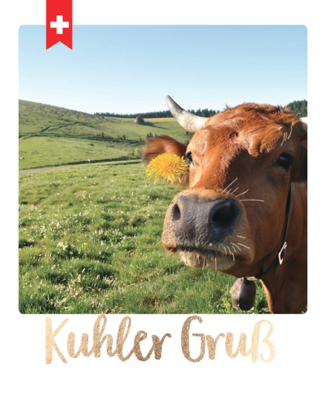 Postkarte: Kuhler Gruß